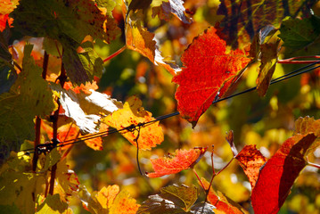 yellow and red vine leaves in late autumn