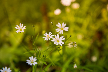 White flowers in the forest