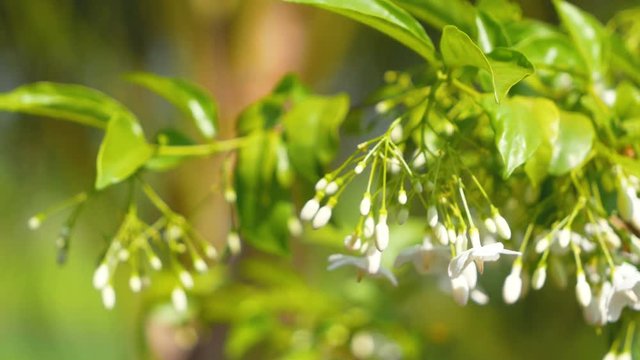Wrightia religiosa Benth : White flowers and green leaf swing by the wind