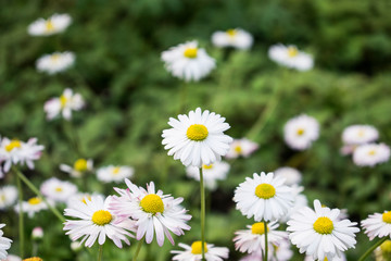 Fototapeta premium Summer daisies field. Bright wild white flowers on green blured background.