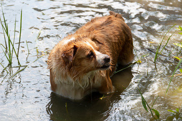 the dog enjoys the cool water of the lake on a hot summer day