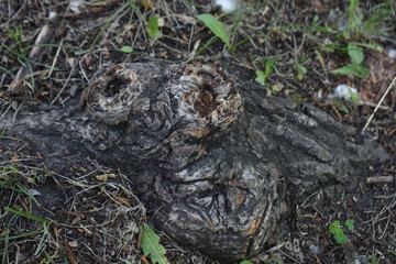 snag, monster face