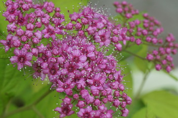 Море цветов