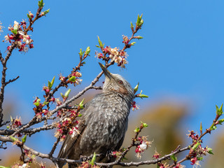 ヒヨドリと桜