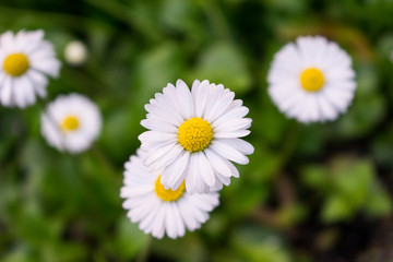 Fototapeta premium Summer daisies field. Bright wild white flowers on green blured background.