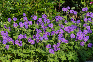 Storchschnabel in Lila Geranium