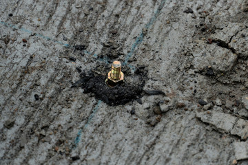 The bolts that are buried on the cement floor for certain adhesion