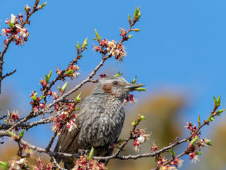 ヒヨドリと桜