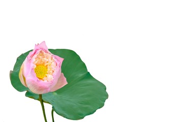 Pink lotus flower with green leaf isolate on white background.