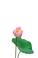Pink lotus flower with green leaf isolate on white background.