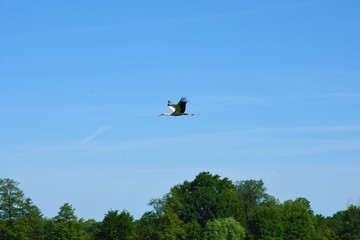 Fototapeta na wymiar stork flies over the tree