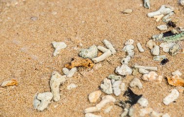 dead corals small pieces on beach sand background