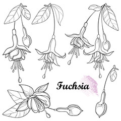 Set with outline Fuchsia ornate flower bunch, bud and leaf in black isolated on white background. - obrazy, fototapety, plakaty