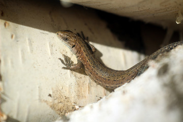 Macro photo of a little brown lizard. lizard basks in the sun on birch wood, birch bark