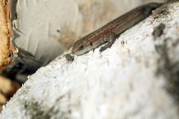 Macro photo of a little brown lizard. lizard basks in the sun on birch wood, birch bark