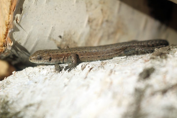 Macro photo of a little brown lizard. lizard basks in the sun on birch wood, birch bark