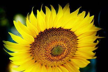 awesome sunflower IV