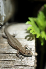 Macro photo of a little brown lizard. lizard basks in the sun on a tree, bark, behind a black background and green leaf