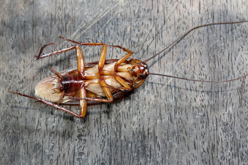 Roaches lie dead on wooden floor, Dead cockroach ,Close up face , Close up roaches