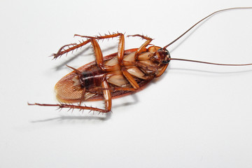 Roaches lie dead on wooden floor, Dead cockroach ,Close up face , Close up roaches