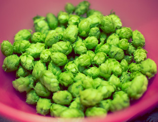 Freshly Picked Hops in a Pink Bowl