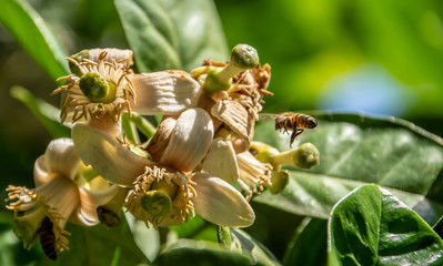 Bee collecting pollen, from the grapefruit blossom