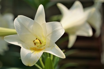 Naklejka na ściany i meble White lily (Lilium longiflorum) blooming on the garden background, Spring in GA USA.