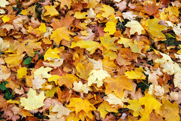 floor covered with fallen leaves around trunk