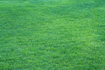 lawn