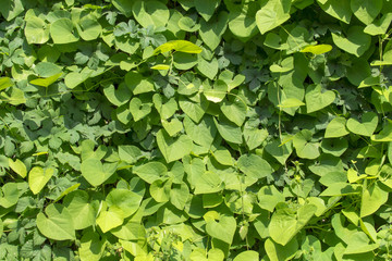 Green background of leaves of climbing plants