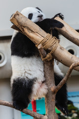 Obraz premium Zoo Kuala Lumpur