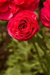 Pink Ranunculus flowers growing in garden on a sunny day. Closeup fucsia flower.