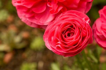 Pink Ranunculus flowers growing in garden on a sunny day. Closeup fucsia flower.