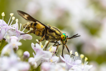 Twin lobed deerfly