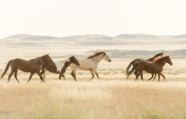 Wild Horses Running Across the Utah Desert