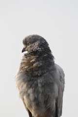 #passionate_pigeon