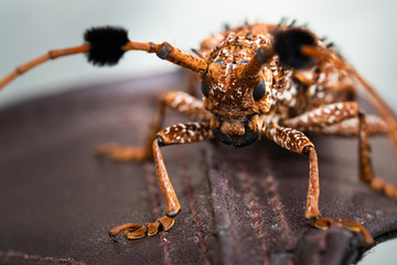 close up shot of long horn beetle 'Aristobia horridula' crawling on brown sandals