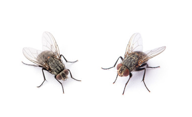 fly isolated on a white background