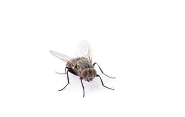 fly isolated on a white
