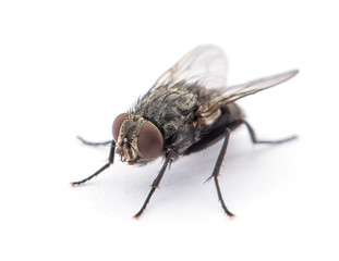 fly isolated on a white
