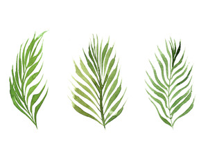 hand drawn watercolor set of coconut palm tree leaves isolated on white background