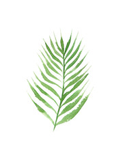 hand drawn watercolor coconut palm tree leaf isolated on white background