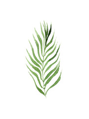 Obraz premium hand drawn watercolor coconut palm tree leaf isolated on white background