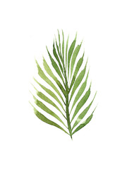 Fototapeta premium hand drawn watercolor coconut palm tree leaf isolated on white background