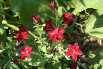 Rote sternförmige Petunienblüten