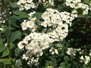 Spirea Spiraea 2019265