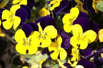 Stiefm&uuml;tterchen viele  2019250