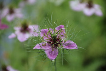 Zauberhafte Blüten der Jungfer im Grünen