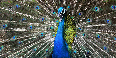 Naklejka premium Closeup of peacock showing his beautiful feathers
