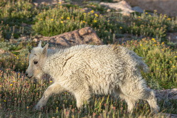 Obraz premium Cute Mountain Goat Kid in Summer